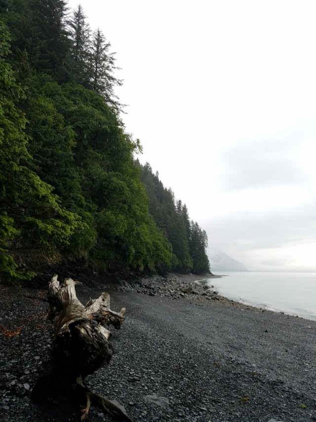 Misty pebble beach with driftwood on the northern BC coast (placeholder photo)
