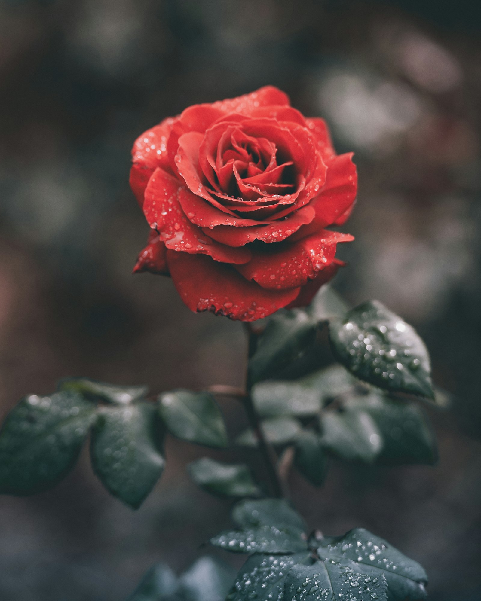 A red rose flecked with raindrops against dark leaves (placeholder photo)